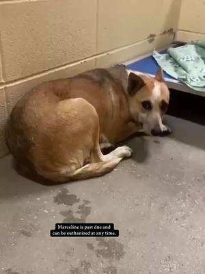 Marceline can be euthanized at any time. She is past due. Let’s get her out. 🥺 #euthanasia #animalshelter #fyp #viral #dogsoftiktokrescue #rescuedogsoftiktok #fortworthtexas #ftworthtexas #texas #urgente 