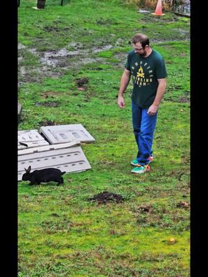 Surely this has to be somebody's PET rabbit? Have you ever seen a wild #blackrabbit #blackbunny #petrabbit #bunny ??