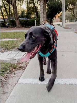 Always ready for frisbee sessions! 🐾 . . #rollothelab #fyp #labrador #labradorsoftiktok #viralvideo #charcoallab #funny #funnydog #massfollowing 