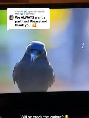 Replying to @🦋LightHeartedLisa-Marie🦋 he did that! 😂 #crow #walnut #drivingschool #wildanimals #wildlife #appletvplus #voiceover ##trending##viralvideo