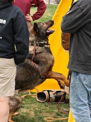 throwback 🔥 #gsd #germanshepherd #shepherd #igp #schutzhund #shotoncanon #canon #dogphotographer #photographer #photography #dog 