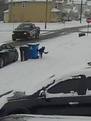 pees on the neighbors trash can after escaping our home and then runs from the cops 😆🤣😂#jobtown #k9 #k9softiktok #k9unit #germanshepherd #germanshepherdsoftiktok #germanshepherdlife #baddogsoftiktok #baddog 