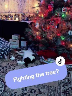 We have to take our tree down still (yay #chronicillness…) but Maple loves that it’s still up 😅 he loves playing with the low hanging ornaments. He doesn’t know the M on the stocking his hitting is for Megan not Maple 😂 #chatswithmaple #cattok #rescuelife #formerferal #fyp #maplethecat #catsoftiktok #update #justincase #holiday 