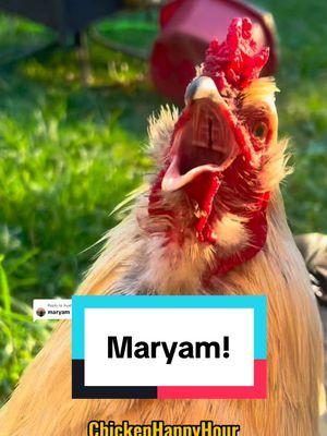 Replying to @Ayat Frankies calling #maryam #mariam #mariyam #rooster #chicken #memesdaily #humor #chickenhappyhour 