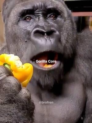 gorilla core #gorillas #positivity #funny #animals #gorillasoftiktok 