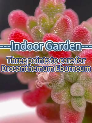 #gardening101 #garden #indoorgarden #gardenplants #indoorplants #homegarden #plantcare #indoorplanting #plantcaretips #houseplants #gardening #planting 