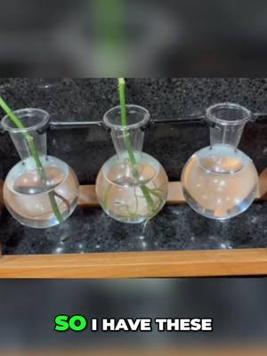 Grow Plants Faster: Amazing Water Propagation Techniques Discover the secret to thriving plants with our simple water propagation methods! We’ll share tips on how we propagate rosemary and other cuttings effectively for optimal growth. Boost your indoor garden today! #PlantPropagation #WaterPropagation #IndoorGardening #GardeningTips #RosemaryCare #PlantLovers #HomeGardening #GreenThumb #SustainableLiving #PropagationStation