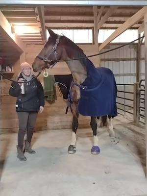 took a few days off because my phone and my tick tock and my storage just aren't working so looks like we're going to be saying goodbye to this place we've called home for years now it's so sad how are you guys feeling? #dressagehorse #warmbloodhorse #bayhorsesoftiktok #holsteiner #geldingsoftiktok #horsegirl #equestrian #horsesoftiktok #letsridehorses #equestrianlife 