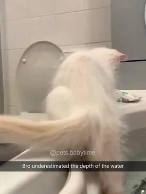 Cat vs bathtub🤣🤣#foryou #fyp #fypシ #funny #funnyvideos #funnyvideo #cat #cats  #cutecat #catsoftiktok #catlover #funnycat #funnytiktok #funnyanimal #kitty 