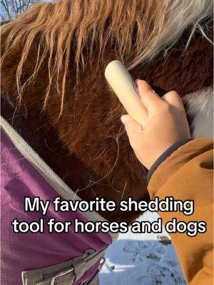 Makes my job 1000 times easier #sheddingseason #horsehair #horsegrooming #horsegroomingtips #pethair #pethairremoval #carpetcleaning #sleekez #sleekezgroomingtool #horsesoftiktok #rescuepets #rescuehorse #animallover 