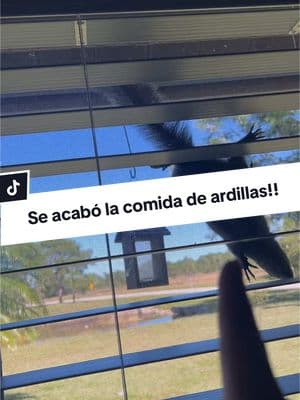 OMG! Se acabó la comida de ardillas! Ya no tenemos más maní! 🥜🥜🥜😩😩… #ardillas #ardillaspordoquier #alimentandoardillas #comidaparaardillas #amantedelosanimales #feedingsquirrels #squirrel #animallover #ines25___ 