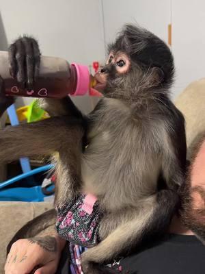 Life is just so much simpler with you in my Lila bug. #fyppppppppppppppppppppppp #fypシ #fypシ゚viral #spidermonkey #spidermonkeys #monkey #monkeys #spidermonkey🐒❤️ #spoiled #monkeysoftiktok #spidermonkeysoftiktok #monkeylover #monkeyface #sweetgirl #mamasgirl #princess #queen #exotic #Love #happy 