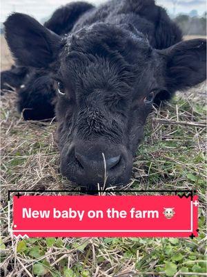 New baby cow on the farm and it’s a big girl! Tootie was mad because I woke her up from her nap for this! 🤪 #cow #farm #heifer #anguscow #babycow #babycalf #farmkids #taggincalves #creatorsearchinsights #babyfarmanimals #angus #simangus 