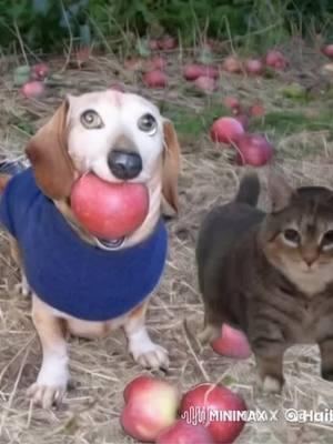 #appledog #oiacat #dogapple #meme #memes #dogwithapple #dog #cat 