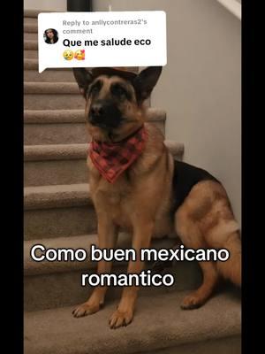 Replying to @anllycontreras2 #foryoupage #mexican #perros #serenata #fyp #perrostiktokers #mascotastiktok 