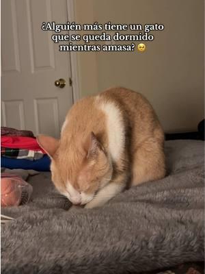 Me parece la cosa más tierna que hace 🥹🧡 #gato #gatos #gatostiktok #gatosdetiktok #gatonaranja #gatito #gatitos #paratii #paratiiiiiiiiiiiiiiiiiiiiiiiiiiiiiii #fyp #fypシ #fypシ゚viral 