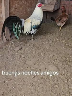 #sonnyangel #fipシ #gallosfinos💯 #gallerosdecorazon #rancholasranas #seguidores #foryoupage #parati #gallosgamefowlofficial #gamefarm #gamebirdbreeders #gamefowlmovement #gallosworld #gallerosoy #gallerosde #paratii @Adriana 