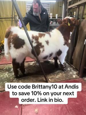 Andis products are bar none the best when clipping and fitting your cattle! Use my code to save! #wrigley #andis #andisclipper #andisgrooming #andisclippers #andisguards #blueribbonII #showsteer #showcattle #showcattlelife #showcattlethings #showsteersoftiktok #steer 