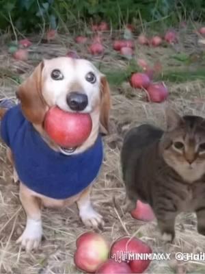 #appledog #oiacat #memes #meme #foryoupage❤️❤️ #oiaoiacat #dogwithapple #cat 