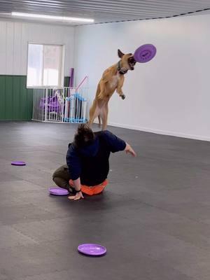 Still have lots and lots of practice to do to get this looking smooth and awesome but Joy and I learned a chest vault yesterday thanks to the guidance of the chest vault master @Andrew Han !  #discdog #frisbeedog #dogtricks #pitbull