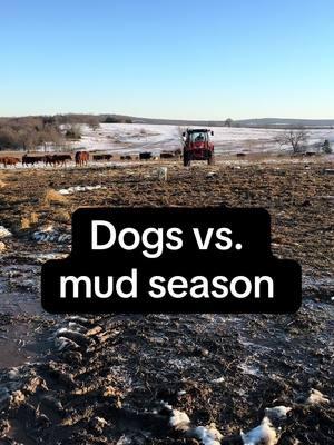 Dogs vs. mud season is going to be rough this year… #mudseason #bordercollie #cattledog #ranching 