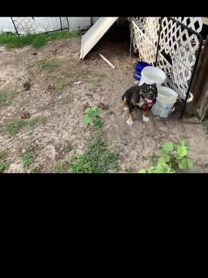 From chained, kept outside in the Florida heat, no food, and only 5 gallon buckets of rain water for hydration to smiling & snoring away by the fire in her cozy jacket (is below 30 degrees rn) 🖕🏻#greenscreen #rescue #animalrescue #pocketbully #backyard #florida #greymuzzle #dontbullythebreed #dogsoftiktok #bestfriend #dogsmile #fy #xyzbca #fyp #animallover #wewon