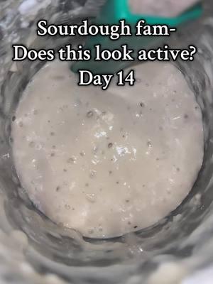 It’s been doubling for about 5 days consistently now. #sourdough #sourdoughstarter #sourdoughhelp #activesourdoughstarter 