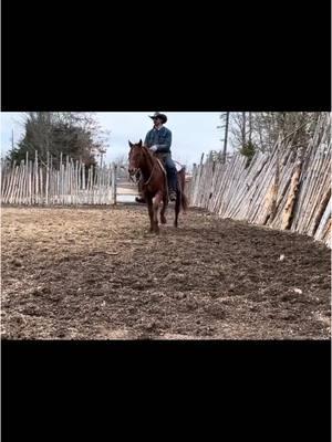 🫎 Mσσʂҽ: 2018 AQHA Sorrel Gelding, 15.1 Hands 🫎 𝘐𝘔𝘈 𝘓𝘪𝘵𝘵𝘭𝘦 𝘉𝘳𝘰𝘸𝘯 𝘉𝘶𝘨 (𝘚𝘩𝘢𝘸𝘯𝘦 𝘉𝘶𝘨, 𝘓𝘛𝘌 $277𝘬+ & 𝘖𝘌 𝘰𝘧 $5.3+𝘮𝘪𝘭) 𝘹 𝘊𝘩𝘢𝘻𝘪𝘦 𝘋𝘰 (𝘍𝘪𝘯𝘢𝘭 𝘊𝘰𝘯𝘲𝘶𝘦𝘴𝘵, 𝘓𝘛𝘌 $114,695) Mσσʂҽ is a 2018 AQHA sorrel gelding that stands 15.1 hands. He's a ranch horse deluxe and has done ALL aspect of ranch work. Roping, dragging cattle, sorting - you name it! He has the endurance to last all day and is happy doing it! He's no stranger to the arena and has all the potential to make a 1D-2D barrel horse. He's ready to build on his roping skills and get started out of the box also! Located in Mountain View, MO 𝘽𝙞𝙙𝙙𝙞𝙣𝙜 𝙚𝙣𝙙𝙨 𝙏𝙪𝙚𝙨𝙙𝙖𝙮 1/14 𝙖𝙩 7:15𝙥𝙢 𝘾𝙎𝙏. 👉 View all his details, video, pedigree, QData & bid [Links in Bio] . . . #cowponysales #cowpony  #ranchhorse #westernriding #horseforsale  #ranch   #westernhorse  #premierhorse #onlinehorsesale #trailhorse #ranchlife #ranching    #ranchversatility #familyhorse #versatility #barrelhorse #ranchgelding #aqha #ropegelding