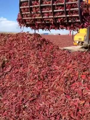 This is what the chili pepper harvest looks like in #Xinjiang. Hotness is one of the signature flavors of Chinese cuisine. #Xinjiang #ChiliHarvest #ChineseCuisine