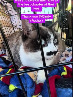 My sweet girls are going with a wonderful rescue who will help them find their forever home and family. Thank you @Cindy  (Fochp ) for giving them this priceless gift. #whywerescue #foryourpage #rescueanimals #fypシ゚viral #fochp #cats #rescuecats #beautifulcats #donationsacceptedandappreciated 