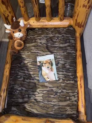 Everyone Say Hi to To Bean 🫘 before tik tok is gone 🥹🤎 #weineedog #dog #puppy #bed #camo #bestfriend #birdhunter #woods #country #dog #cute #fire #rocket #hotdog #loveyou 