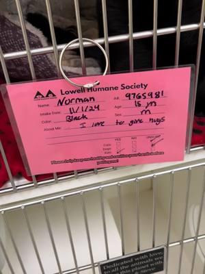 Norman is the sweetest senior cat. He’s serious about giving hugs and cuddling. He’s 15 years old and looking for the purrfect home to spend his twilight years. 🐈‍⬛ ⁣ ⁣ ⁣ Find more information on our website: lowellhumanesociety.org⁣ ⁣ we are open Tuesday-Sunday 12-4 ⁣ ⁣ •Lowell Humane Society is a licensed rescue organization located in Lowell, Massachusetts —license # 0233⁣ ⁣ #cats ⁣#adoptdontshop #lowellhumanesociety #fyp #seniorcats #blackcat     ⁣ ⁣ ⁣ ⁣ ⁣