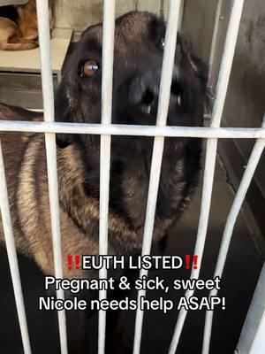 PREGNANT, SICK, & ON EUTH LIST: **CAN BE KILLED AT ANY TIME** NICOLE - ID #A813416 (available 1/8/25) **MEDICAL WAIVER REQUIRED (sneezing & nasal discharge, also pregnant)** Located: Devore Shelter Description: I am a black and brown, unaltered female, who looks like a Belgian Malinois. Age: I am estimated to be 2 years old. More Info: I am in kennel D 34. I have been at the shelter since Jan 03, 2025. I was found near San Bern Uncorp. Shelter information Location: San Bernardino County - Devore Shelter Phone Number: (909) 386-9820 Address: 19777 Shelter Way Devore, CA 92407 Rescue coordinator email:  SBAC.rescue@dph.sbcounty.gov #rescuingsaveslives #fosteringsaveslives  #devoreshelter #devoreanimalshelter #devoreshelterdogs #spayandneuter  #microchipyourpets #fyp #foryourpage #foryoupage #help #rescue #la #sandiego #sanbernardino #cali #california #urgent #euthlisted 