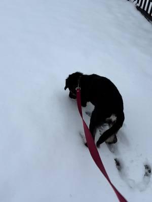 Bandit’s first snow experience 😂❄️🥶 #alabama #snowday2025 #muscleshoals #colbertcounty #sholliesoftiktok #shollie #bandittheshollie 