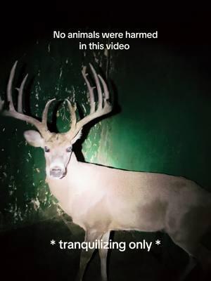 No animals were harmed in this video! #bigrackranch #looksmatter #texas #whitetaildeer #deerfarm #farmtok #fypシ 