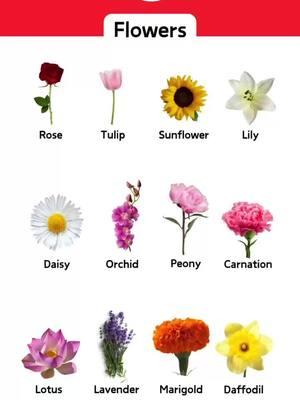 Flowers in English 🌺  What’s the most beautiful? #englisch #englischlernen #studyenglish #englishlearning #studyenglish #vocabulary