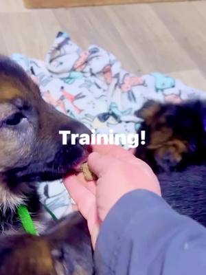 Training with the pups haha! Always fun!  #pureheartgermanshepherds #pureheartgsd #gsd #germanshepherds #gsdfamily #gsdlove #gsdpets #gsdlife #germanshepherdlife #pets #dogs #doglife #puppies #coloradodogs #gsdbreeder #gsdpuppies #coloradopups #germanshepherdlove          ...#puppiesofinstgram #puppiesoftiktoc #dogsofinstagram #dogsogtiktoc #petsofinstagram #petsoftiktoc  #germanshepherdsofinstagram #germanshepherdsoftiktoc  #gsdoftiktoc #gsdoftiktoc 