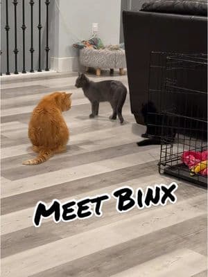 Yes… we have a 3rd cat. Meat Binx! Yeah I know a general Halloween black cat name get over it! #blackcat #cats #catsoftiktok #catsofinstagram #catsoftiktiok #binx #halloween #halloweencat #witchcat #hocuspocus #catrescue #catadoption #rescuecat #rescue #adopt #kitten #kittensoftiktok 