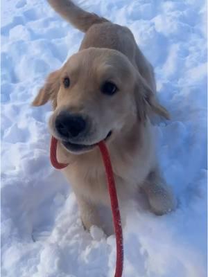 Snow fun #dogowner #goldenretrieversoftiktok #goldenretrievers #goldenretrieverlife #funnydogs #snowday #goldenlove #doglovers #funnydogvideos #herebeforetiktokgetsbanned 