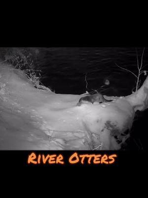 @XTUCAM #xtucam footage of River otters playing in snow #otters #otter #otterfamily #familyofotters #familyof6 #ottersoftiktok #riverotter #riverotters #riverottersoftiktok #otterlife #otterlover #otterlovers #newriver #river #awsome #foryoupage #fup #viral #viralvideo #tiktokviral #viraltiktok #viraltiktokvideo #fyp #animalsoftiktok #wvotters #wvriverotters #riverotters #westvirginia #westvirginaotters  #animals #animal #wildlife #wildlifeoftiktok #wildlifevideo #videoofwildlife