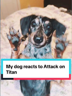 Replying to @Devyn Hoff my son knows what’s up tiktok this is my own video plzzz  #weinerdog #dachshund #attackontitan #erenjeager 