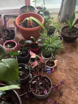 Replanting all 30 of my house plants!! #houseplants #replanting #fyp #30plant 