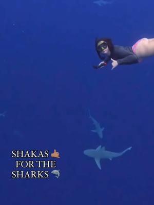 Shakas for the sharks 🦈 🤙🏽  We don’t pay the sharks off & they’re not trained animatronics! 🦈🫶🏼 These wild animals choose to swim around our dive site every day🥹💙💙💙 It is truly such a blessing to be able to view them in their natural habitat so peacefully 🌊 Come meet the infamous schools of sandbar sharks this winter at One Ocean Diving! ✨✨ #sandbarshark #shark #sharkweek #savesharks #sharklover #dive #diving #tour #ecotour #oneocean #reels #pov #blessed #dayinthelife #divewithus #sharkid_alyssa