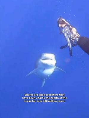 The TRUTH about sharks 🦈💙🌊 #sharks #sharkdiving #savesharks #hawaii #sharktours #a 