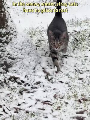 In the snow winter , stray cats have no place to rest#aivituvin #savelife #feralcat #catshelter #rescuecat 