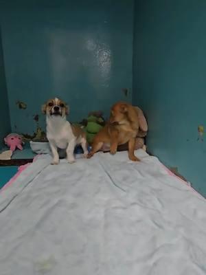 flury and his brother shiver wanted to show off there big dog moves #animalshelter #fypシ゚viral #foryoupage #fupシ #ACPRDOGS #adamscountypetrescue #rescuedontshop #washingtonstate #pnw #fup#smalldog#rescuedog 