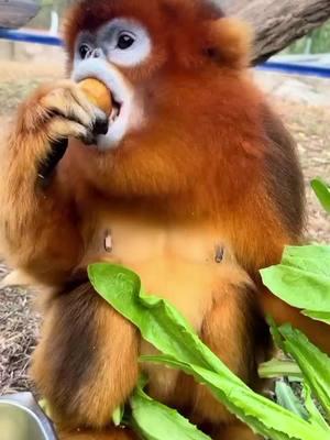 maymun #monkey#singe#maymun#abe#tximinoa#simio#beždžionė#enwe#monyet#बंदर#mono#বানর#singe#małpa#обезьяна#ลิง#원숭이#małpa #monyet 