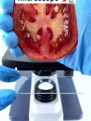 Seeing a tomato at 400X magnification is seriously awesome!#funnyvideos #foryoupage #fyp #microscope #TikTokShop #bestvideo #foryou 