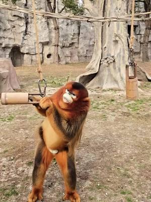 Monkey King feeds on beans in a bamboo tube, which is too small#Zoo #GoldenMonkey 