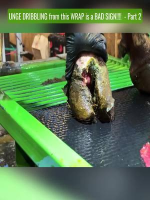 GUNGE DRIBBLING from this WRAP is a BAD SIGN!!!! - Part 2 #thehoofgp #natethehoofguy #hoof #hoofpicking #hooftriming #trending #thehoof #hoofcare 